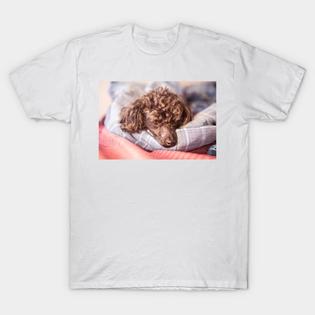 I'm so comfy 2 T-Shirt by KensLensDesigns